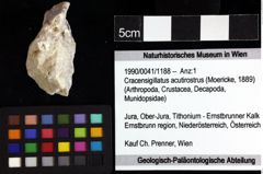 Foto (Objket + Etiketten) von Cracensigillatus acutirostrus (Moericke, 1889) 